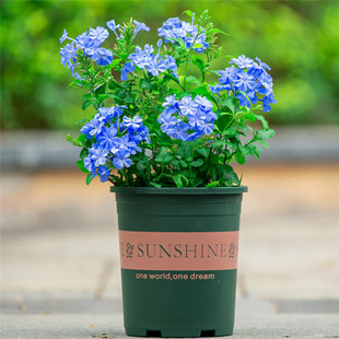 Blue Snowflake Seedlings Potted Balcony Flower Viewing Heat-Resistant and Easy to Grow Plants Garden Courtyard Climbing Vines Climbing Flower Vines White Snowflakes