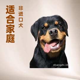 纯种罗威纳活体幼犬德系大头版大骨架护卫犬工作犬看家护院警犬