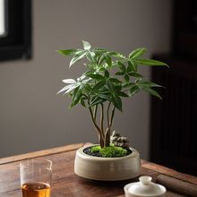 奇趣发财树盆栽室内桌面花卉植物四季常青办公室客厅好养招财绿植