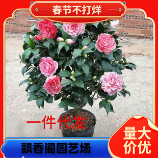 һ�����l�軨���Ԏ������ļ�����ɽ�軨���҃�ֲ���ͺ���ɫ�൤��