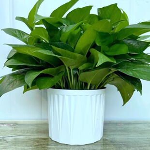 180# Green Pot Indoor Adsorption Formaldehyde Purifying Air Green Plant Flowers