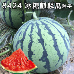 8424�������ϷN�ӟo�Ѹ߮a���Ǒ������ϷN���Ϸ��ļ��߲�ˮ���N��