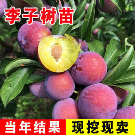 蜂糖李子树苗嫁接特大晚熟脱骨青脆李子果树苗南北方种三华李树苗