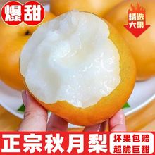 TK��16.9��5����]���������������������֭��Ƥ���ӬFժ����