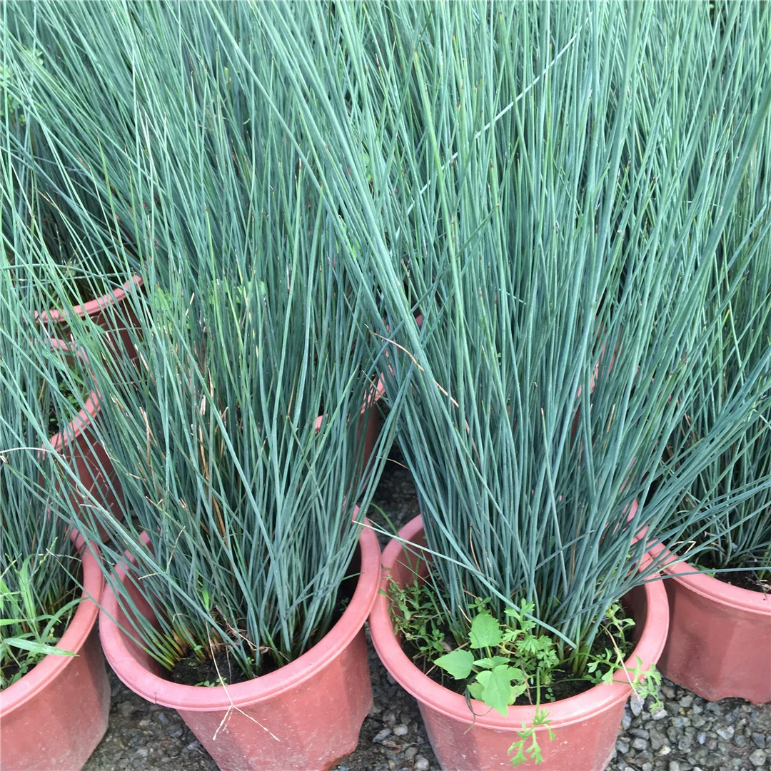 Тигры многолетнее травянистое водное растение Тигровая борода трава каштан бросается Гора Пэдди Пруд Озеро Водно-болотное угодье