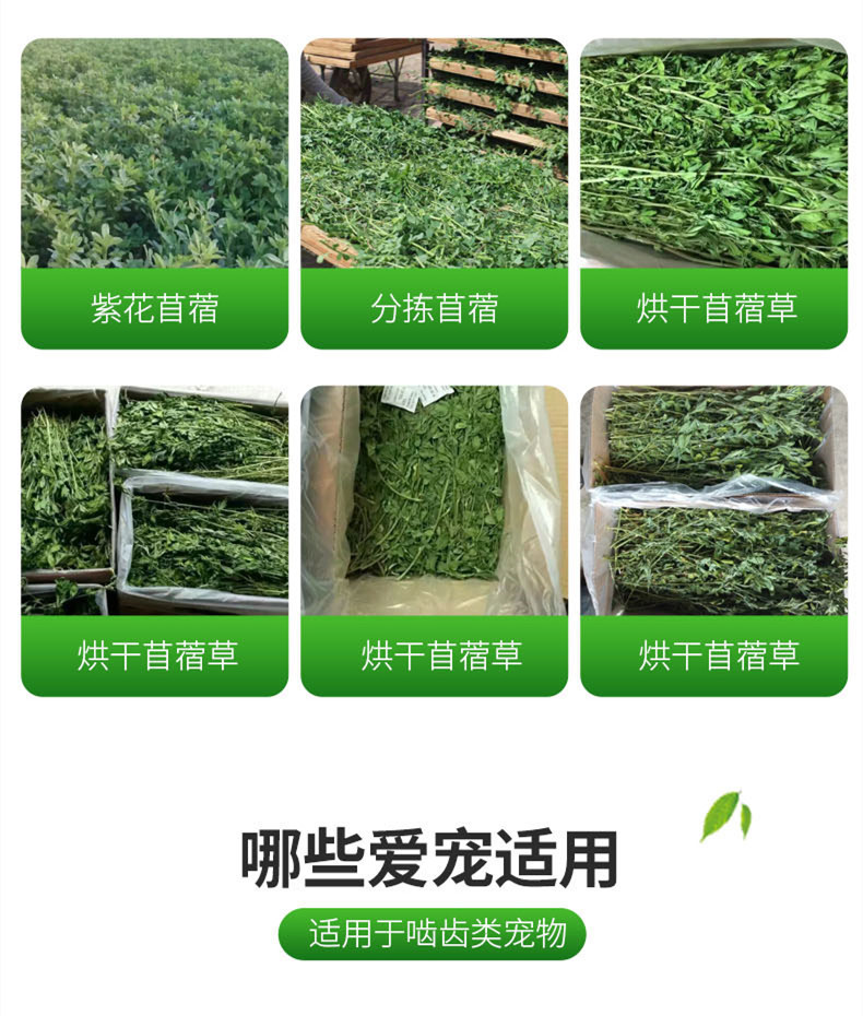 烘干紫花苜蓿草,紫花苜蓿,干牧草