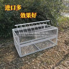全自动收鸽笼加密加粗捕鸽抓鸽子笼只进不出信鸽天落笼撞门户金属