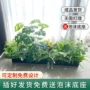 景观植物定制仿生假花
