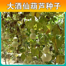 ���J�N�Ӵ�ƺ��J�N�Ѿ��ɺ��J�N�^�p�����߲˷N