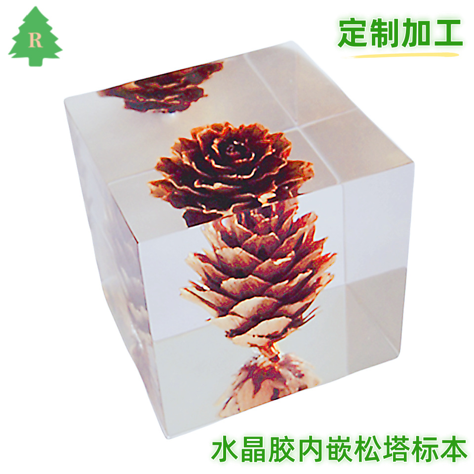 水晶胶内埋松果学习标本，亚克力内埋松塔展示道具，树脂工艺制品