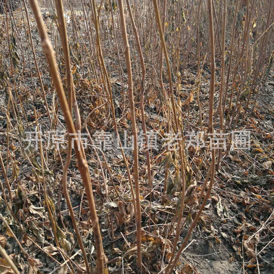 供应黄菠萝小苗黄檗黄柏小树苗珍贵阔叶树种苗东北耐寒乔木黄柏树