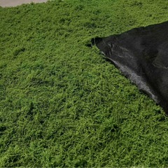 白髪のコケの糸状のコケの芝生をシミュレーションします。