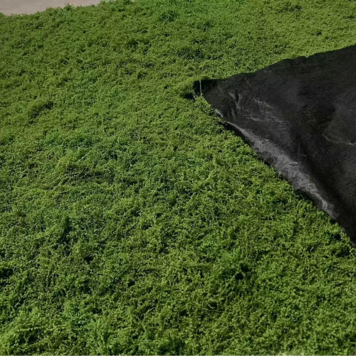 仿真白发藓丝状苔藓草坪绿植仿真羊毛藓青苔景观布置草坪盆景盆栽