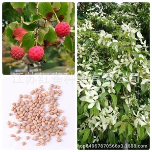 ���ջ��N��ɽ���ǷN��ʯ����÷ɽ��֦�N����ľ�N�ӈ@�־G���N��