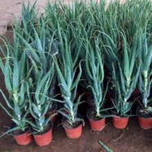 ��צ��ș��ʳ���J�C������ֲ��ľ���J�Cľ��2���绨���������