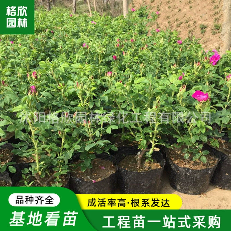 Съедобные саженцы роз оптом клумбы двора декоративные саженцы роз горшечные наземные цветы растение съедобная Роза