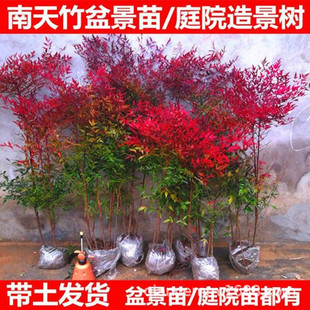 Wholesale Nandina Bamboo Saplings Old Pile Bonsai Red Bamboo Potted Garden Plants Cold-Resistant Greening Seedlings Easy to Maintain and Live
