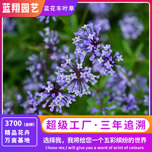 Blue Flower Car Leaf Grass Seeds Blue Flower Car Axle Grass Seeds Courtyard Ground Flower Seeds Wholesale at Affordable Prices