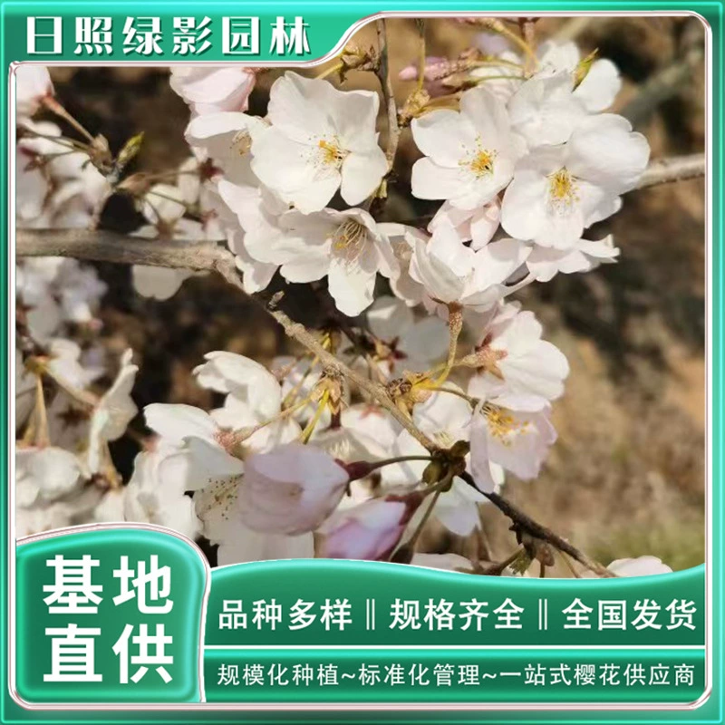 Сколько стоит цена 5 см американской вишни в Жичжао, Шаньдун