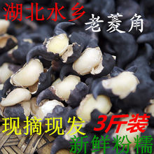 新鲜菱角3斤5斤装湖北特产老菱角二角青皮黑壳菱角个大粉糯现发