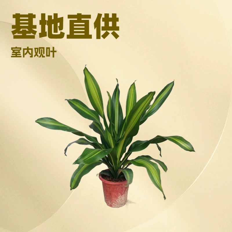 База питания комнатные Лиственные растения прямая версия Jinxin йеменский железа озеленение Зеленые Растения горшечные цветы оптом