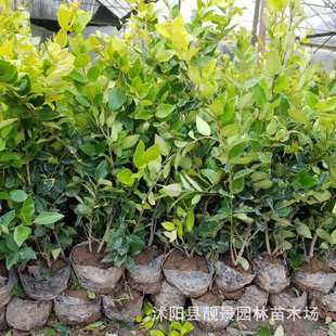 �@�ֽ��~Ůؑ���l ��ɭŮؑ�� ͥԺ���~�G�hɫ�K �G��������