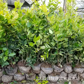 园林金叶女贞批发 金森女贞球 庭院彩叶绿篱色块 绿化工程用