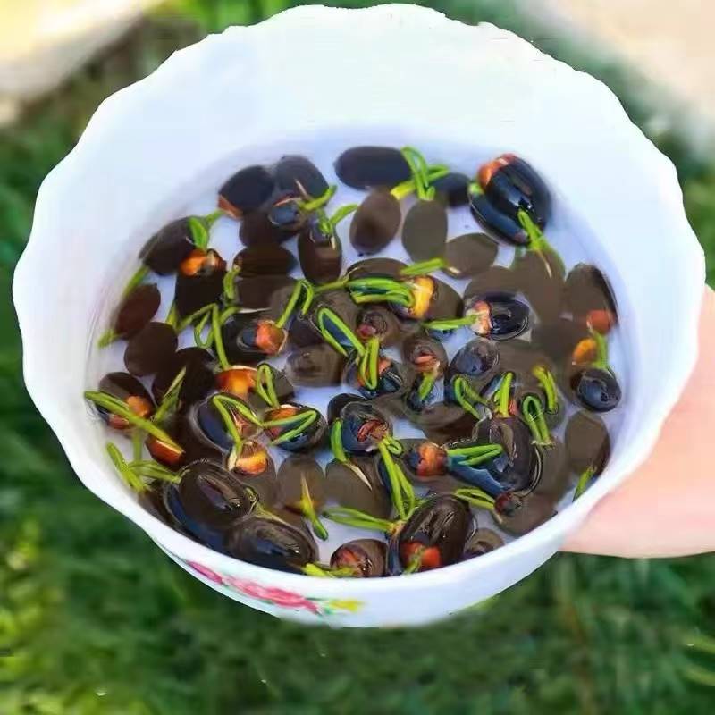 ボウル蓮水耕植物花屋内花は育てやすい四季咲き種子水育て蓮鉢植えリビングルーム睡眠国|undefined