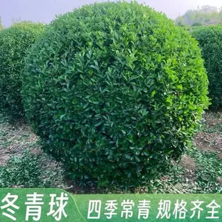 冬青球树苗地栽耐寒植物大叶黄杨球型庭院别墅围墙篱笆树绿化苗木