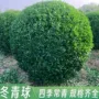 绿化地栽大叶庭院树苗