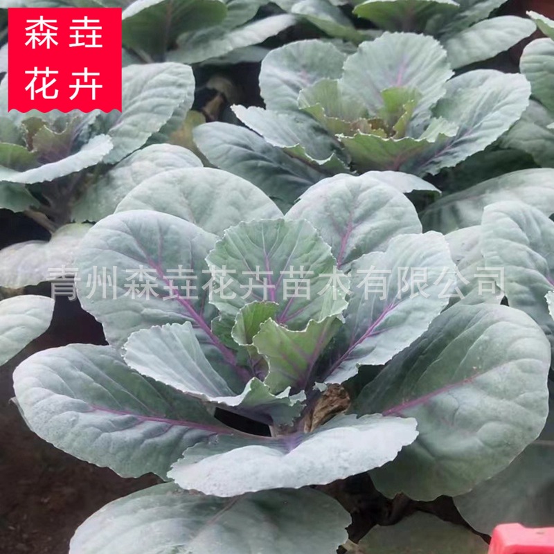 鸽系羽衣甘蓝球成品苗 花坛用花羽衣甘蓝种苗 批发羽衣甘蓝成团苗