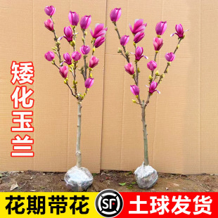 �������m�����玧���������m�����ϱ����NֲͥԺ�ļ������ͺ�ֲ��