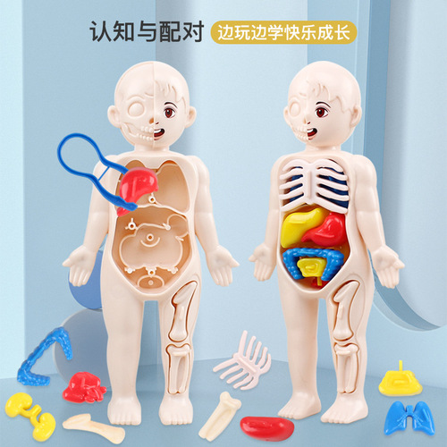 Children's science and education cognitive toy human organ structure model assembly matching medical early education gift for boys and girls
