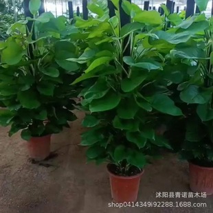 ���~  �G�}  Ǥ���� �����҃ȳ������ԾGֲ �B�ۃ����՚�