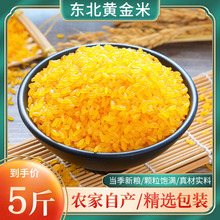 东北黄金米五谷特产玉米粒粘碴渣黏糯大米现磨粗粮米农家自产