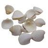 Home Decoration of Natural Conch shell Specials Special Scallops Aquarius Decoration of Sea Sand Bird Tail Clade White Scallop