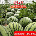 正宗超甜麒麟冰糖西瓜8424现摘薄皮无籽有籽美都批发新鲜西瓜水果