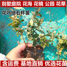 ���~�jʯ�����������~�jʯС������绨�~�jʯ���� �G����