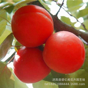 �޽������t�Ә��� 508�t��������t���Ә����Ϸ������Nֲ������