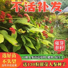 �|���L��ɽ�}�˅��N�� ɽ���N�� ���������N���˅����ѿ���]