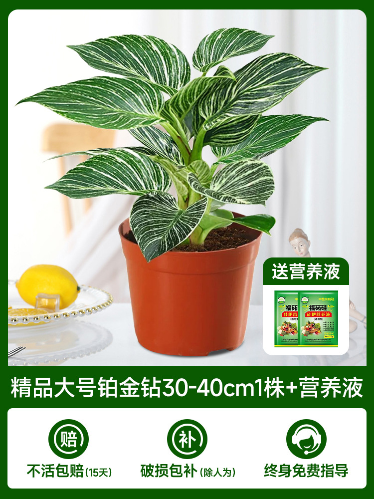 대형 백금다이아몬드 30-40cm 1개 + 영양액 [수경재배/토양재배 가능]