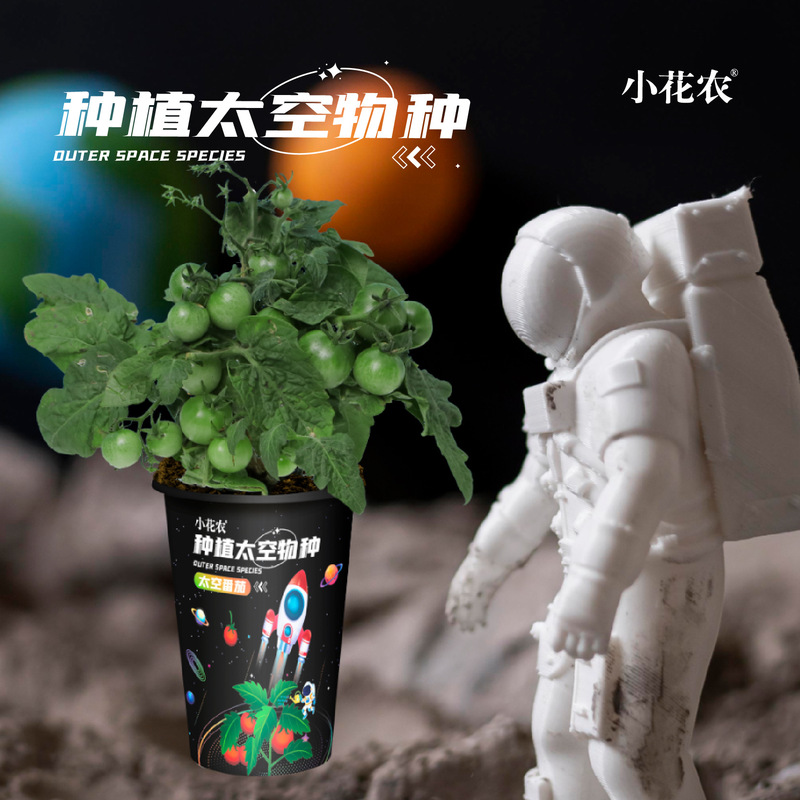 Wholesale Small Flower Farmers Plant Super Space Species Space Pumpkin Desktop Plants Children DIY Observation Plants