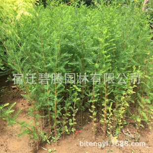 ˮɼ���� ˮɼС�� ��ɼ ����ɼ ˮɼ�辰ֲ���҃� ���~ˮɼ����