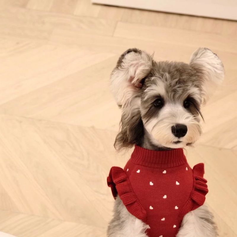 강아지 옷 봄과 가을 테디 비숑 포메라니안 스웨터 강아지 애완동물 고양이 강아지 소형견