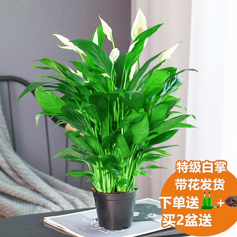 화이트팜 6~8그루 특가 + 오리지널 화분 + 영양액 [꽃과 함께 배송]