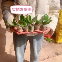 mСֲﻨܮGֲ҃k[ͺm辰