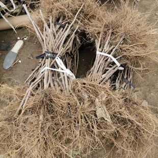 ����������ľ ����ɼ޽Ӽ�������̖��ľ   ʮ��̖  �������Ҹ�ϵ