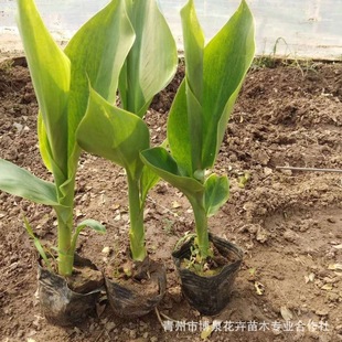Canna Flower Seedlings, Aquatic Plants, Four-Season Perennial Florals, Courtyard Potted Plants, Outdoor Wetland Landscaping Plants