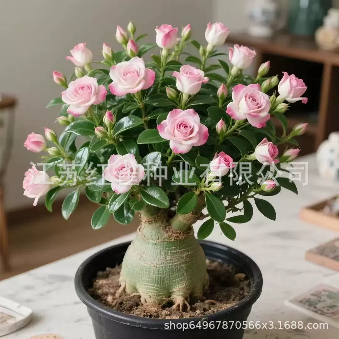 Пустынная двойная роза, засухоустойчивое четырехсезонное растение в горшке, двор, балкон, домашнее, легко выращиваемое цветочное зеленое растение, бонсай, цветущее