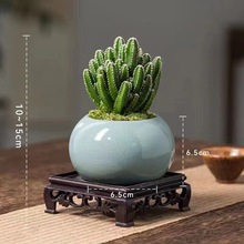 �����������f��ɽ���������ֲ�ﻨ������Gֲ΢�҃��k����